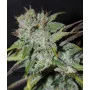 Blueberry Cheesecake Feminised